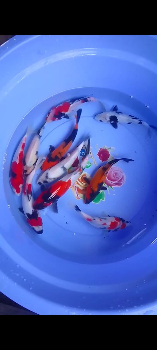 Lelang Koi Online, Jual Beli Ikan Koi, Pusat Jual Beli Koi, Info Lelang Koi Hari Ini, Platform Jual Beli Koi, Jual Beli Ikan Koi Online, Marketplace Ikan Koi, Jual Koi Terbaik, Tempat Beli Koi Berkualitas, Pasar Ikan Koi Online Terpercaya, Penjual Ikan Koi Terpercaya, Beli Koi Hias Online, Ikan Koi untuk Dijual, Koi Kualitas Terbaik, Toko Online Ikan Koi, Koi Hias Untuk Dijual, Jual Beli Ikan Koi Lokal, Koi Indonesia Online, Pusat Jual Beli Koi Terbesar