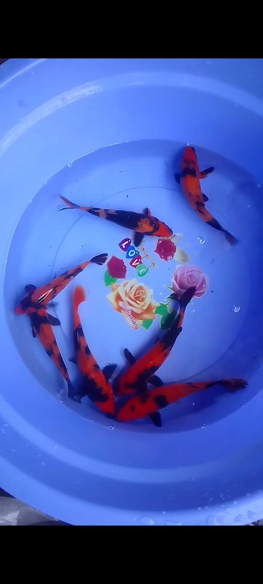 Lelang Koi Online, Jual Beli Ikan Koi, Pusat Jual Beli Koi, Info Lelang Koi Hari Ini, Platform Jual Beli Koi, Jual Beli Ikan Koi Online, Marketplace Ikan Koi, Jual Koi Terbaik, Tempat Beli Koi Berkualitas, Pasar Ikan Koi Online Terpercaya, Penjual Ikan Koi Terpercaya, Beli Koi Hias Online, Ikan Koi untuk Dijual, Koi Kualitas Terbaik, Toko Online Ikan Koi, Koi Hias Untuk Dijual, Jual Beli Ikan Koi Lokal, Koi Indonesia Online, Pusat Jual Beli Koi Terbesar