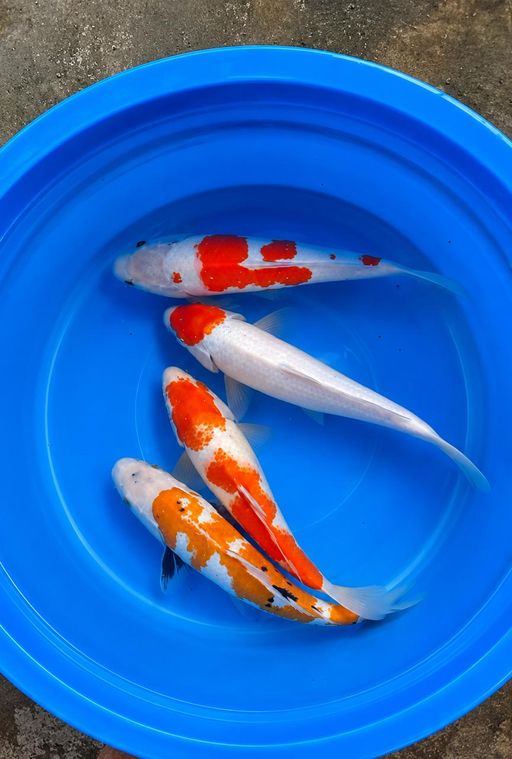Lelang Koi Online, Jual Beli Ikan Koi, Pusat Jual Beli Koi, Info Lelang Koi Hari Ini, Platform Jual Beli Koi, Jual Beli Ikan Koi Online, Marketplace Ikan Koi, Jual Koi Terbaik, Tempat Beli Koi Berkualitas, Pasar Ikan Koi Online Terpercaya, Penjual Ikan Koi Terpercaya, Beli Koi Hias Online, Ikan Koi untuk Dijual, Koi Kualitas Terbaik, Toko Online Ikan Koi, Koi Hias Untuk Dijual, Jual Beli Ikan Koi Lokal, Koi Indonesia Online, Pusat Jual Beli Koi Terbesar