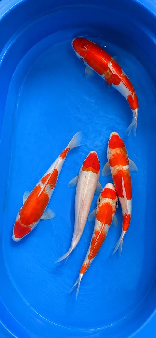 Lelang Koi Online, Jual Beli Ikan Koi, Pusat Jual Beli Koi, Info Lelang Koi Hari Ini, Platform Jual Beli Koi, Jual Beli Ikan Koi Online, Marketplace Ikan Koi, Jual Koi Terbaik, Tempat Beli Koi Berkualitas, Pasar Ikan Koi Online Terpercaya, Penjual Ikan Koi Terpercaya, Beli Koi Hias Online, Ikan Koi untuk Dijual, Koi Kualitas Terbaik, Toko Online Ikan Koi, Koi Hias Untuk Dijual, Jual Beli Ikan Koi Lokal, Koi Indonesia Online, Pusat Jual Beli Koi Terbesar