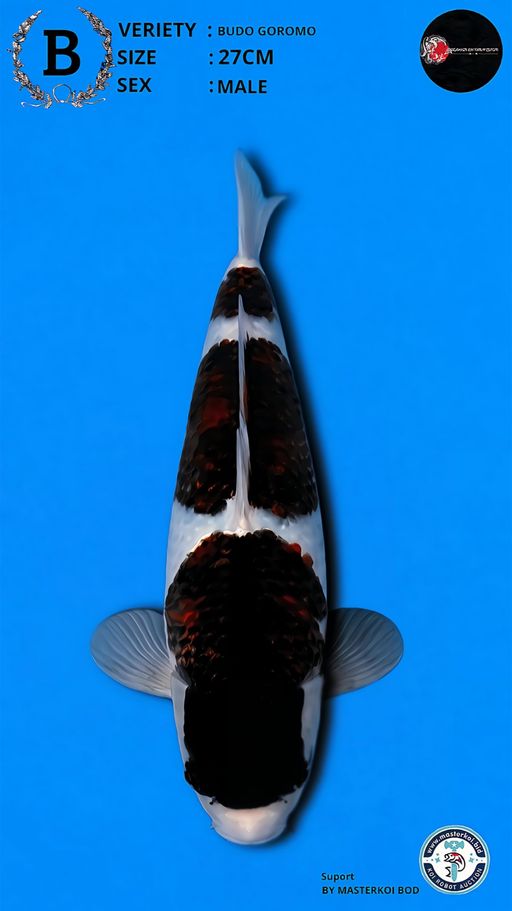 Lelang Koi Online, Jual Beli Ikan Koi, Pusat Jual Beli Koi, Info Lelang Koi Hari Ini, Platform Jual Beli Koi, Jual Beli Ikan Koi Online, Marketplace Ikan Koi, Jual Koi Terbaik, Tempat Beli Koi Berkualitas, Pasar Ikan Koi Online Terpercaya, Penjual Ikan Koi Terpercaya, Beli Koi Hias Online, Ikan Koi untuk Dijual, Koi Kualitas Terbaik, Toko Online Ikan Koi, Koi Hias Untuk Dijual, Jual Beli Ikan Koi Lokal, Koi Indonesia Online, Pusat Jual Beli Koi Terbesar