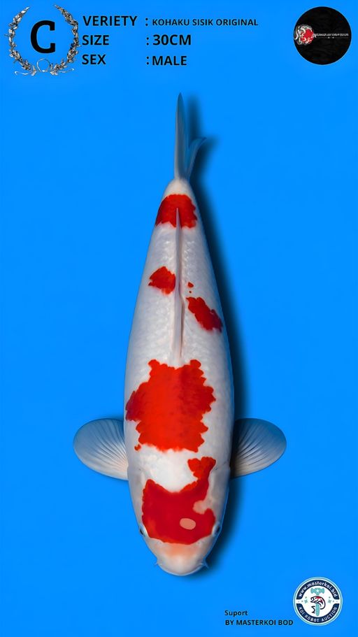 Lelang Koi Online, Jual Beli Ikan Koi, Pusat Jual Beli Koi, Info Lelang Koi Hari Ini, Platform Jual Beli Koi, Jual Beli Ikan Koi Online, Marketplace Ikan Koi, Jual Koi Terbaik, Tempat Beli Koi Berkualitas, Pasar Ikan Koi Online Terpercaya, Penjual Ikan Koi Terpercaya, Beli Koi Hias Online, Ikan Koi untuk Dijual, Koi Kualitas Terbaik, Toko Online Ikan Koi, Koi Hias Untuk Dijual, Jual Beli Ikan Koi Lokal, Koi Indonesia Online, Pusat Jual Beli Koi Terbesar