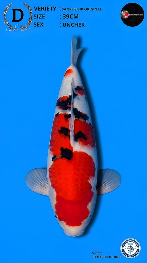 Lelang Koi Online, Jual Beli Ikan Koi, Pusat Jual Beli Koi, Info Lelang Koi Hari Ini, Platform Jual Beli Koi, Jual Beli Ikan Koi Online, Marketplace Ikan Koi, Jual Koi Terbaik, Tempat Beli Koi Berkualitas, Pasar Ikan Koi Online Terpercaya, Penjual Ikan Koi Terpercaya, Beli Koi Hias Online, Ikan Koi untuk Dijual, Koi Kualitas Terbaik, Toko Online Ikan Koi, Koi Hias Untuk Dijual, Jual Beli Ikan Koi Lokal, Koi Indonesia Online, Pusat Jual Beli Koi Terbesar