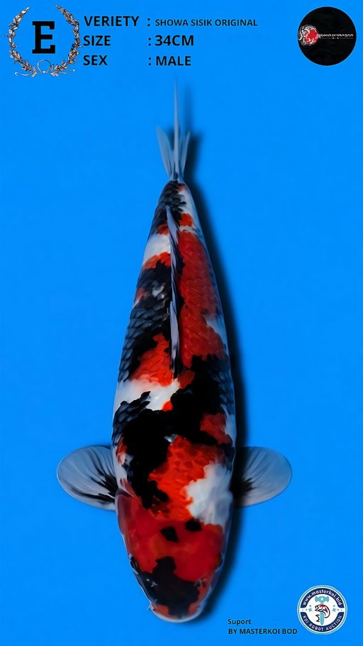Lelang Koi Online, Jual Beli Ikan Koi, Pusat Jual Beli Koi, Info Lelang Koi Hari Ini, Platform Jual Beli Koi, Jual Beli Ikan Koi Online, Marketplace Ikan Koi, Jual Koi Terbaik, Tempat Beli Koi Berkualitas, Pasar Ikan Koi Online Terpercaya, Penjual Ikan Koi Terpercaya, Beli Koi Hias Online, Ikan Koi untuk Dijual, Koi Kualitas Terbaik, Toko Online Ikan Koi, Koi Hias Untuk Dijual, Jual Beli Ikan Koi Lokal, Koi Indonesia Online, Pusat Jual Beli Koi Terbesar