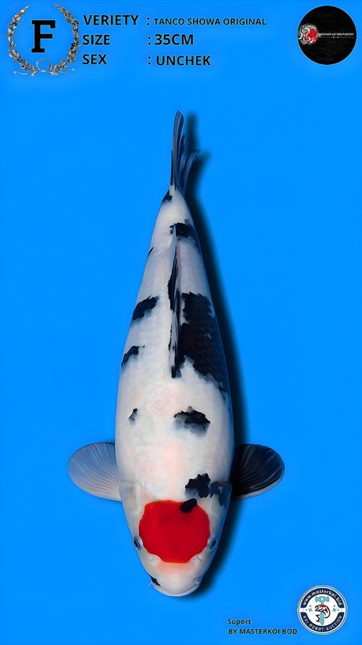 Lelang Koi Online, Jual Beli Ikan Koi, Pusat Jual Beli Koi, Info Lelang Koi Hari Ini, Platform Jual Beli Koi, Jual Beli Ikan Koi Online, Marketplace Ikan Koi, Jual Koi Terbaik, Tempat Beli Koi Berkualitas, Pasar Ikan Koi Online Terpercaya, Penjual Ikan Koi Terpercaya, Beli Koi Hias Online, Ikan Koi untuk Dijual, Koi Kualitas Terbaik, Toko Online Ikan Koi, Koi Hias Untuk Dijual, Jual Beli Ikan Koi Lokal, Koi Indonesia Online, Pusat Jual Beli Koi Terbesar