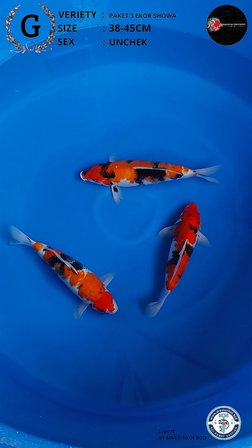 Lelang Koi Online, Jual Beli Ikan Koi, Pusat Jual Beli Koi, Info Lelang Koi Hari Ini, Platform Jual Beli Koi, Jual Beli Ikan Koi Online, Marketplace Ikan Koi, Jual Koi Terbaik, Tempat Beli Koi Berkualitas, Pasar Ikan Koi Online Terpercaya, Penjual Ikan Koi Terpercaya, Beli Koi Hias Online, Ikan Koi untuk Dijual, Koi Kualitas Terbaik, Toko Online Ikan Koi, Koi Hias Untuk Dijual, Jual Beli Ikan Koi Lokal, Koi Indonesia Online, Pusat Jual Beli Koi Terbesar