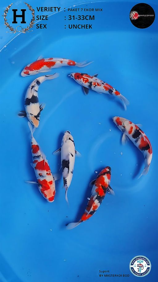 Lelang Koi Online, Jual Beli Ikan Koi, Pusat Jual Beli Koi, Info Lelang Koi Hari Ini, Platform Jual Beli Koi, Jual Beli Ikan Koi Online, Marketplace Ikan Koi, Jual Koi Terbaik, Tempat Beli Koi Berkualitas, Pasar Ikan Koi Online Terpercaya, Penjual Ikan Koi Terpercaya, Beli Koi Hias Online, Ikan Koi untuk Dijual, Koi Kualitas Terbaik, Toko Online Ikan Koi, Koi Hias Untuk Dijual, Jual Beli Ikan Koi Lokal, Koi Indonesia Online, Pusat Jual Beli Koi Terbesar