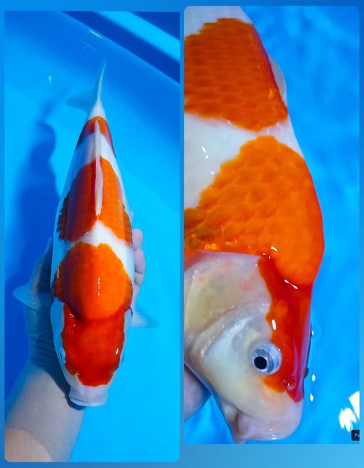 Lelang Koi Online, Jual Beli Ikan Koi, Pusat Jual Beli Koi, Info Lelang Koi Hari Ini, Platform Jual Beli Koi, Jual Beli Ikan Koi Online, Marketplace Ikan Koi, Jual Koi Terbaik, Tempat Beli Koi Berkualitas, Pasar Ikan Koi Online Terpercaya, Penjual Ikan Koi Terpercaya, Beli Koi Hias Online, Ikan Koi untuk Dijual, Koi Kualitas Terbaik, Toko Online Ikan Koi, Koi Hias Untuk Dijual, Jual Beli Ikan Koi Lokal, Koi Indonesia Online, Pusat Jual Beli Koi Terbesar