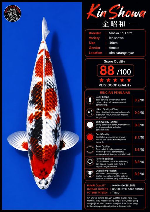 Lelang Koi Online, Jual Beli Ikan Koi, Pusat Jual Beli Koi, Info Lelang Koi Hari Ini, Platform Jual Beli Koi, Jual Beli Ikan Koi Online, Marketplace Ikan Koi, Jual Koi Terbaik, Tempat Beli Koi Berkualitas, Pasar Ikan Koi Online Terpercaya, Penjual Ikan Koi Terpercaya, Beli Koi Hias Online, Ikan Koi untuk Dijual, Koi Kualitas Terbaik, Toko Online Ikan Koi, Koi Hias Untuk Dijual, Jual Beli Ikan Koi Lokal, Koi Indonesia Online, Pusat Jual Beli Koi Terbesar