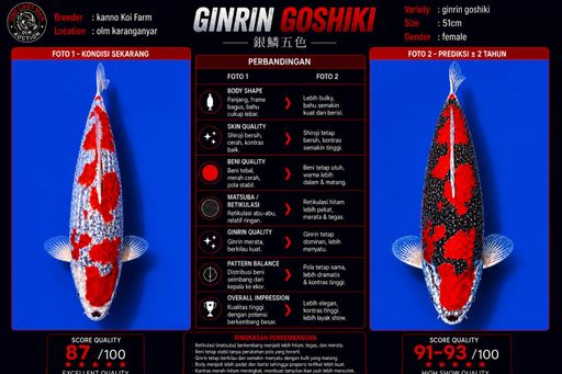 Lelang Koi Online, Jual Beli Ikan Koi, Pusat Jual Beli Koi, Info Lelang Koi Hari Ini, Platform Jual Beli Koi, Jual Beli Ikan Koi Online, Marketplace Ikan Koi, Jual Koi Terbaik, Tempat Beli Koi Berkualitas, Pasar Ikan Koi Online Terpercaya, Penjual Ikan Koi Terpercaya, Beli Koi Hias Online, Ikan Koi untuk Dijual, Koi Kualitas Terbaik, Toko Online Ikan Koi, Koi Hias Untuk Dijual, Jual Beli Ikan Koi Lokal, Koi Indonesia Online, Pusat Jual Beli Koi Terbesar