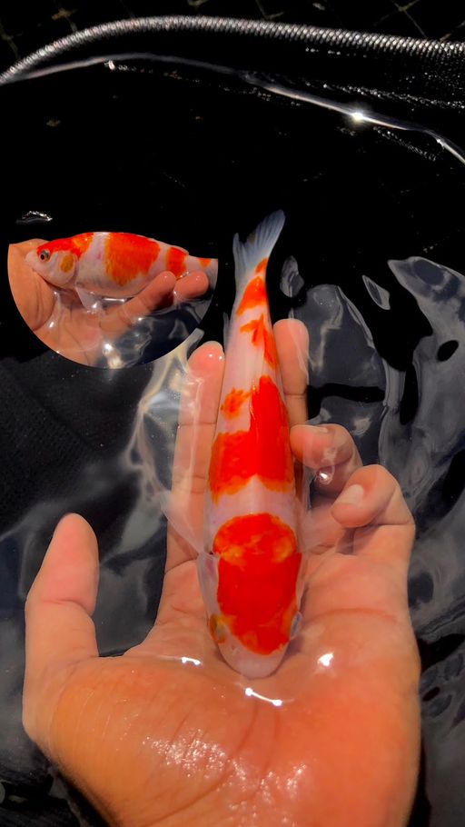 Lelang Koi Online, Jual Beli Ikan Koi, Pusat Jual Beli Koi, Info Lelang Koi Hari Ini, Platform Jual Beli Koi, Jual Beli Ikan Koi Online, Marketplace Ikan Koi, Jual Koi Terbaik, Tempat Beli Koi Berkualitas, Pasar Ikan Koi Online Terpercaya, Penjual Ikan Koi Terpercaya, Beli Koi Hias Online, Ikan Koi untuk Dijual, Koi Kualitas Terbaik, Toko Online Ikan Koi, Koi Hias Untuk Dijual, Jual Beli Ikan Koi Lokal, Koi Indonesia Online, Pusat Jual Beli Koi Terbesar