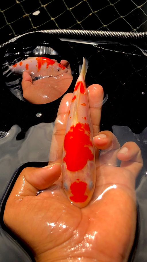 Lelang Koi Online, Jual Beli Ikan Koi, Pusat Jual Beli Koi, Info Lelang Koi Hari Ini, Platform Jual Beli Koi, Jual Beli Ikan Koi Online, Marketplace Ikan Koi, Jual Koi Terbaik, Tempat Beli Koi Berkualitas, Pasar Ikan Koi Online Terpercaya, Penjual Ikan Koi Terpercaya, Beli Koi Hias Online, Ikan Koi untuk Dijual, Koi Kualitas Terbaik, Toko Online Ikan Koi, Koi Hias Untuk Dijual, Jual Beli Ikan Koi Lokal, Koi Indonesia Online, Pusat Jual Beli Koi Terbesar