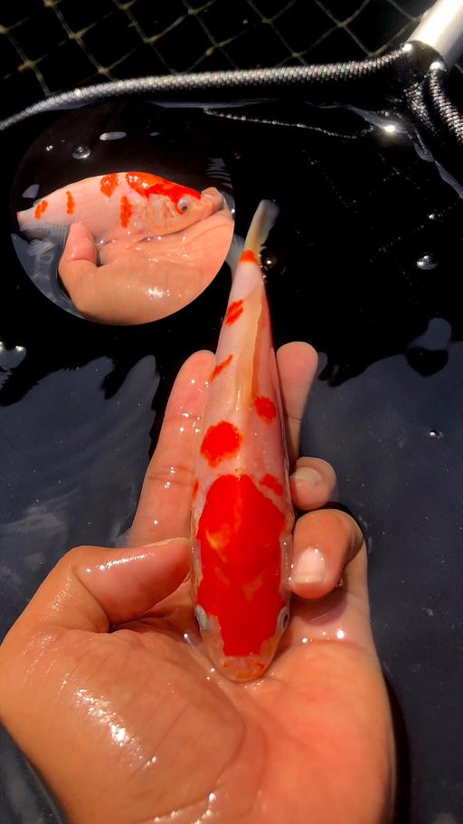 Lelang Koi Online, Jual Beli Ikan Koi, Pusat Jual Beli Koi, Info Lelang Koi Hari Ini, Platform Jual Beli Koi, Jual Beli Ikan Koi Online, Marketplace Ikan Koi, Jual Koi Terbaik, Tempat Beli Koi Berkualitas, Pasar Ikan Koi Online Terpercaya, Penjual Ikan Koi Terpercaya, Beli Koi Hias Online, Ikan Koi untuk Dijual, Koi Kualitas Terbaik, Toko Online Ikan Koi, Koi Hias Untuk Dijual, Jual Beli Ikan Koi Lokal, Koi Indonesia Online, Pusat Jual Beli Koi Terbesar