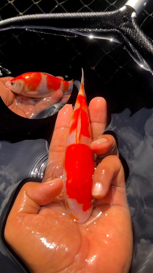 Lelang Koi Online, Jual Beli Ikan Koi, Pusat Jual Beli Koi, Info Lelang Koi Hari Ini, Platform Jual Beli Koi, Jual Beli Ikan Koi Online, Marketplace Ikan Koi, Jual Koi Terbaik, Tempat Beli Koi Berkualitas, Pasar Ikan Koi Online Terpercaya, Penjual Ikan Koi Terpercaya, Beli Koi Hias Online, Ikan Koi untuk Dijual, Koi Kualitas Terbaik, Toko Online Ikan Koi, Koi Hias Untuk Dijual, Jual Beli Ikan Koi Lokal, Koi Indonesia Online, Pusat Jual Beli Koi Terbesar