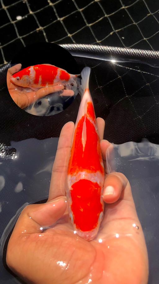 Lelang Koi Online, Jual Beli Ikan Koi, Pusat Jual Beli Koi, Info Lelang Koi Hari Ini, Platform Jual Beli Koi, Jual Beli Ikan Koi Online, Marketplace Ikan Koi, Jual Koi Terbaik, Tempat Beli Koi Berkualitas, Pasar Ikan Koi Online Terpercaya, Penjual Ikan Koi Terpercaya, Beli Koi Hias Online, Ikan Koi untuk Dijual, Koi Kualitas Terbaik, Toko Online Ikan Koi, Koi Hias Untuk Dijual, Jual Beli Ikan Koi Lokal, Koi Indonesia Online, Pusat Jual Beli Koi Terbesar