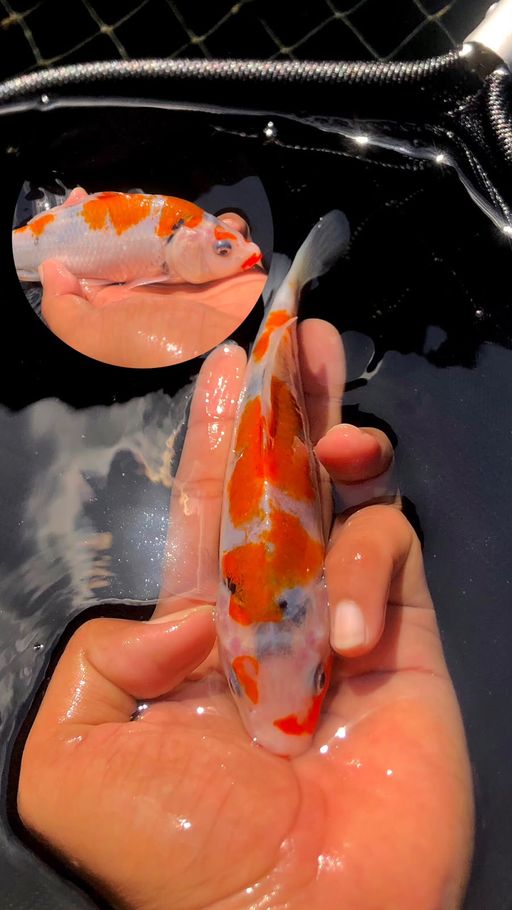 Lelang Koi Online, Jual Beli Ikan Koi, Pusat Jual Beli Koi, Info Lelang Koi Hari Ini, Platform Jual Beli Koi, Jual Beli Ikan Koi Online, Marketplace Ikan Koi, Jual Koi Terbaik, Tempat Beli Koi Berkualitas, Pasar Ikan Koi Online Terpercaya, Penjual Ikan Koi Terpercaya, Beli Koi Hias Online, Ikan Koi untuk Dijual, Koi Kualitas Terbaik, Toko Online Ikan Koi, Koi Hias Untuk Dijual, Jual Beli Ikan Koi Lokal, Koi Indonesia Online, Pusat Jual Beli Koi Terbesar