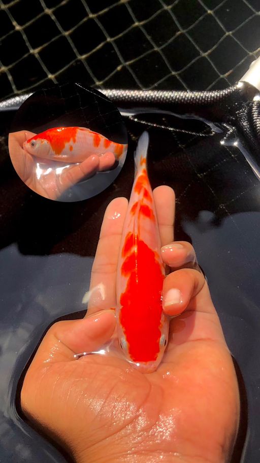 Lelang Koi Online, Jual Beli Ikan Koi, Pusat Jual Beli Koi, Info Lelang Koi Hari Ini, Platform Jual Beli Koi, Jual Beli Ikan Koi Online, Marketplace Ikan Koi, Jual Koi Terbaik, Tempat Beli Koi Berkualitas, Pasar Ikan Koi Online Terpercaya, Penjual Ikan Koi Terpercaya, Beli Koi Hias Online, Ikan Koi untuk Dijual, Koi Kualitas Terbaik, Toko Online Ikan Koi, Koi Hias Untuk Dijual, Jual Beli Ikan Koi Lokal, Koi Indonesia Online, Pusat Jual Beli Koi Terbesar