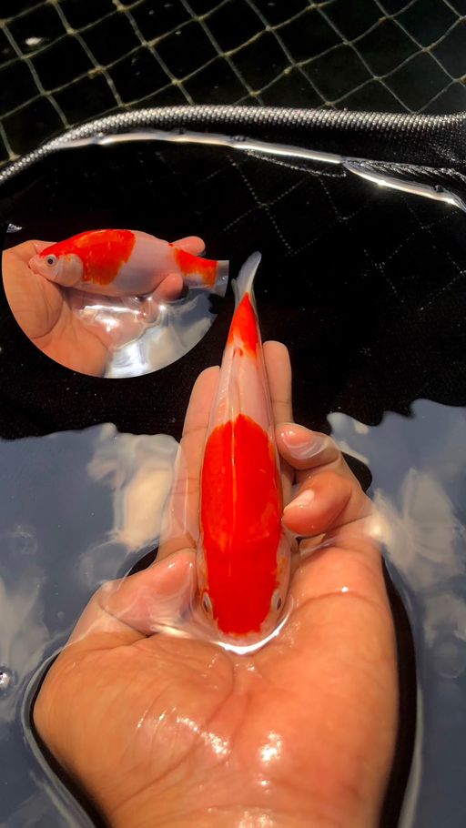 Lelang Koi Online, Jual Beli Ikan Koi, Pusat Jual Beli Koi, Info Lelang Koi Hari Ini, Platform Jual Beli Koi, Jual Beli Ikan Koi Online, Marketplace Ikan Koi, Jual Koi Terbaik, Tempat Beli Koi Berkualitas, Pasar Ikan Koi Online Terpercaya, Penjual Ikan Koi Terpercaya, Beli Koi Hias Online, Ikan Koi untuk Dijual, Koi Kualitas Terbaik, Toko Online Ikan Koi, Koi Hias Untuk Dijual, Jual Beli Ikan Koi Lokal, Koi Indonesia Online, Pusat Jual Beli Koi Terbesar