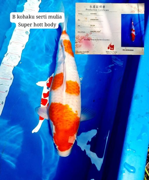 Lelang Koi Online, Jual Beli Ikan Koi, Pusat Jual Beli Koi, Info Lelang Koi Hari Ini, Platform Jual Beli Koi, Jual Beli Ikan Koi Online, Marketplace Ikan Koi, Jual Koi Terbaik, Tempat Beli Koi Berkualitas, Pasar Ikan Koi Online Terpercaya, Penjual Ikan Koi Terpercaya, Beli Koi Hias Online, Ikan Koi untuk Dijual, Koi Kualitas Terbaik, Toko Online Ikan Koi, Koi Hias Untuk Dijual, Jual Beli Ikan Koi Lokal, Koi Indonesia Online, Pusat Jual Beli Koi Terbesar