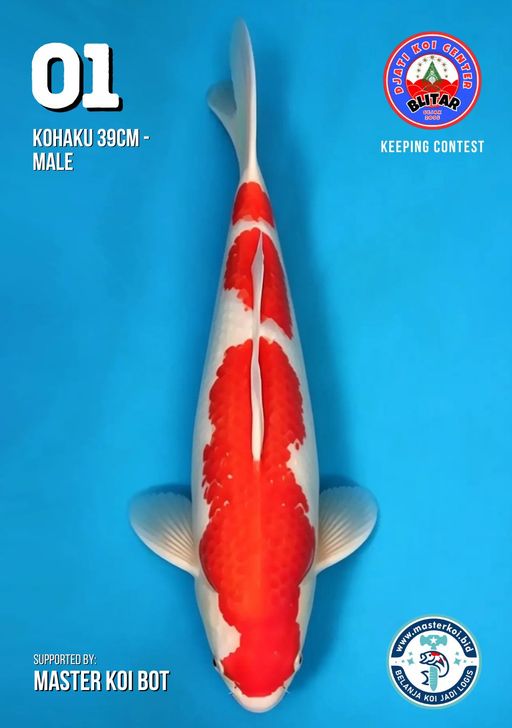 Lelang Koi Online, Jual Beli Ikan Koi, Pusat Jual Beli Koi, Info Lelang Koi Hari Ini, Platform Jual Beli Koi, Jual Beli Ikan Koi Online, Marketplace Ikan Koi, Jual Koi Terbaik, Tempat Beli Koi Berkualitas, Pasar Ikan Koi Online Terpercaya, Penjual Ikan Koi Terpercaya, Beli Koi Hias Online, Ikan Koi untuk Dijual, Koi Kualitas Terbaik, Toko Online Ikan Koi, Koi Hias Untuk Dijual, Jual Beli Ikan Koi Lokal, Koi Indonesia Online, Pusat Jual Beli Koi Terbesar