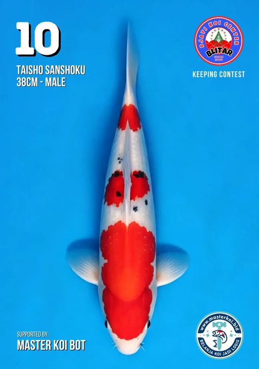 Lelang Koi Online, Jual Beli Ikan Koi, Pusat Jual Beli Koi, Info Lelang Koi Hari Ini, Platform Jual Beli Koi, Jual Beli Ikan Koi Online, Marketplace Ikan Koi, Jual Koi Terbaik, Tempat Beli Koi Berkualitas, Pasar Ikan Koi Online Terpercaya, Penjual Ikan Koi Terpercaya, Beli Koi Hias Online, Ikan Koi untuk Dijual, Koi Kualitas Terbaik, Toko Online Ikan Koi, Koi Hias Untuk Dijual, Jual Beli Ikan Koi Lokal, Koi Indonesia Online, Pusat Jual Beli Koi Terbesar
