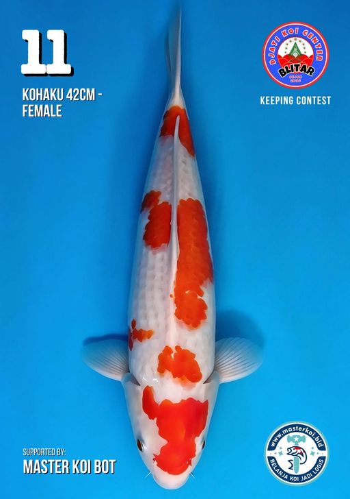 Lelang Koi Online, Jual Beli Ikan Koi, Pusat Jual Beli Koi, Info Lelang Koi Hari Ini, Platform Jual Beli Koi, Jual Beli Ikan Koi Online, Marketplace Ikan Koi, Jual Koi Terbaik, Tempat Beli Koi Berkualitas, Pasar Ikan Koi Online Terpercaya, Penjual Ikan Koi Terpercaya, Beli Koi Hias Online, Ikan Koi untuk Dijual, Koi Kualitas Terbaik, Toko Online Ikan Koi, Koi Hias Untuk Dijual, Jual Beli Ikan Koi Lokal, Koi Indonesia Online, Pusat Jual Beli Koi Terbesar