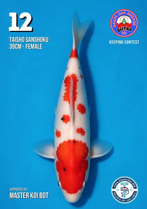 Lelang Koi Online, Jual Beli Ikan Koi, Pusat Jual Beli Koi, Info Lelang Koi Hari Ini, Platform Jual Beli Koi, Jual Beli Ikan Koi Online, Marketplace Ikan Koi, Jual Koi Terbaik, Tempat Beli Koi Berkualitas, Pasar Ikan Koi Online Terpercaya, Penjual Ikan Koi Terpercaya, Beli Koi Hias Online, Ikan Koi untuk Dijual, Koi Kualitas Terbaik, Toko Online Ikan Koi, Koi Hias Untuk Dijual, Jual Beli Ikan Koi Lokal, Koi Indonesia Online, Pusat Jual Beli Koi Terbesar