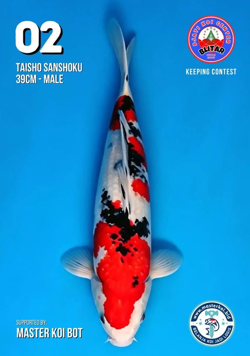 Lelang Koi Online, Jual Beli Ikan Koi, Pusat Jual Beli Koi, Info Lelang Koi Hari Ini, Platform Jual Beli Koi, Jual Beli Ikan Koi Online, Marketplace Ikan Koi, Jual Koi Terbaik, Tempat Beli Koi Berkualitas, Pasar Ikan Koi Online Terpercaya, Penjual Ikan Koi Terpercaya, Beli Koi Hias Online, Ikan Koi untuk Dijual, Koi Kualitas Terbaik, Toko Online Ikan Koi, Koi Hias Untuk Dijual, Jual Beli Ikan Koi Lokal, Koi Indonesia Online, Pusat Jual Beli Koi Terbesar