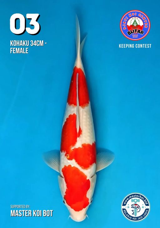 Lelang Koi Online, Jual Beli Ikan Koi, Pusat Jual Beli Koi, Info Lelang Koi Hari Ini, Platform Jual Beli Koi, Jual Beli Ikan Koi Online, Marketplace Ikan Koi, Jual Koi Terbaik, Tempat Beli Koi Berkualitas, Pasar Ikan Koi Online Terpercaya, Penjual Ikan Koi Terpercaya, Beli Koi Hias Online, Ikan Koi untuk Dijual, Koi Kualitas Terbaik, Toko Online Ikan Koi, Koi Hias Untuk Dijual, Jual Beli Ikan Koi Lokal, Koi Indonesia Online, Pusat Jual Beli Koi Terbesar