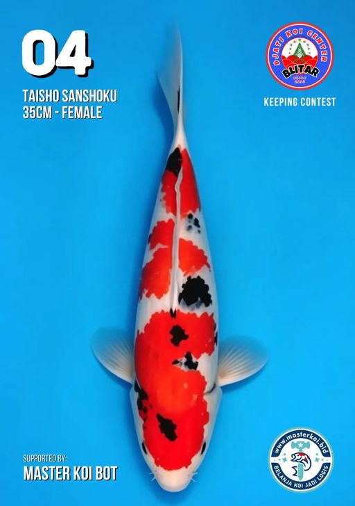 Lelang Koi Online, Jual Beli Ikan Koi, Pusat Jual Beli Koi, Info Lelang Koi Hari Ini, Platform Jual Beli Koi, Jual Beli Ikan Koi Online, Marketplace Ikan Koi, Jual Koi Terbaik, Tempat Beli Koi Berkualitas, Pasar Ikan Koi Online Terpercaya, Penjual Ikan Koi Terpercaya, Beli Koi Hias Online, Ikan Koi untuk Dijual, Koi Kualitas Terbaik, Toko Online Ikan Koi, Koi Hias Untuk Dijual, Jual Beli Ikan Koi Lokal, Koi Indonesia Online, Pusat Jual Beli Koi Terbesar