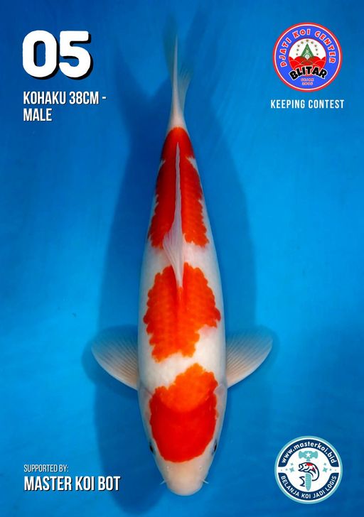 Lelang Koi Online, Jual Beli Ikan Koi, Pusat Jual Beli Koi, Info Lelang Koi Hari Ini, Platform Jual Beli Koi, Jual Beli Ikan Koi Online, Marketplace Ikan Koi, Jual Koi Terbaik, Tempat Beli Koi Berkualitas, Pasar Ikan Koi Online Terpercaya, Penjual Ikan Koi Terpercaya, Beli Koi Hias Online, Ikan Koi untuk Dijual, Koi Kualitas Terbaik, Toko Online Ikan Koi, Koi Hias Untuk Dijual, Jual Beli Ikan Koi Lokal, Koi Indonesia Online, Pusat Jual Beli Koi Terbesar