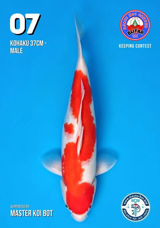 Lelang Koi Online, Jual Beli Ikan Koi, Pusat Jual Beli Koi, Info Lelang Koi Hari Ini, Platform Jual Beli Koi, Jual Beli Ikan Koi Online, Marketplace Ikan Koi, Jual Koi Terbaik, Tempat Beli Koi Berkualitas, Pasar Ikan Koi Online Terpercaya, Penjual Ikan Koi Terpercaya, Beli Koi Hias Online, Ikan Koi untuk Dijual, Koi Kualitas Terbaik, Toko Online Ikan Koi, Koi Hias Untuk Dijual, Jual Beli Ikan Koi Lokal, Koi Indonesia Online, Pusat Jual Beli Koi Terbesar