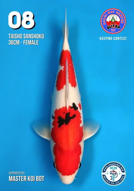 Lelang Koi Online, Jual Beli Ikan Koi, Pusat Jual Beli Koi, Info Lelang Koi Hari Ini, Platform Jual Beli Koi, Jual Beli Ikan Koi Online, Marketplace Ikan Koi, Jual Koi Terbaik, Tempat Beli Koi Berkualitas, Pasar Ikan Koi Online Terpercaya, Penjual Ikan Koi Terpercaya, Beli Koi Hias Online, Ikan Koi untuk Dijual, Koi Kualitas Terbaik, Toko Online Ikan Koi, Koi Hias Untuk Dijual, Jual Beli Ikan Koi Lokal, Koi Indonesia Online, Pusat Jual Beli Koi Terbesar
