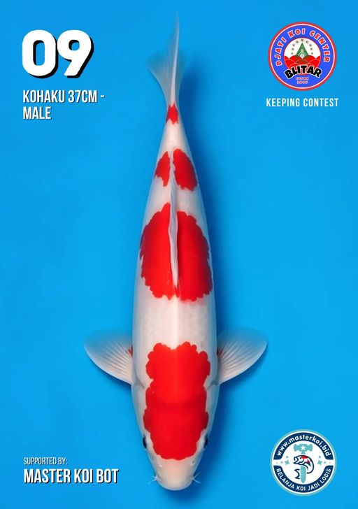 Lelang Koi Online, Jual Beli Ikan Koi, Pusat Jual Beli Koi, Info Lelang Koi Hari Ini, Platform Jual Beli Koi, Jual Beli Ikan Koi Online, Marketplace Ikan Koi, Jual Koi Terbaik, Tempat Beli Koi Berkualitas, Pasar Ikan Koi Online Terpercaya, Penjual Ikan Koi Terpercaya, Beli Koi Hias Online, Ikan Koi untuk Dijual, Koi Kualitas Terbaik, Toko Online Ikan Koi, Koi Hias Untuk Dijual, Jual Beli Ikan Koi Lokal, Koi Indonesia Online, Pusat Jual Beli Koi Terbesar