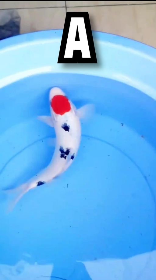 Lelang Koi Online, Jual Beli Ikan Koi, Pusat Jual Beli Koi, Info Lelang Koi Hari Ini, Platform Jual Beli Koi, Jual Beli Ikan Koi Online, Marketplace Ikan Koi, Jual Koi Terbaik, Tempat Beli Koi Berkualitas, Pasar Ikan Koi Online Terpercaya, Penjual Ikan Koi Terpercaya, Beli Koi Hias Online, Ikan Koi untuk Dijual, Koi Kualitas Terbaik, Toko Online Ikan Koi, Koi Hias Untuk Dijual, Jual Beli Ikan Koi Lokal, Koi Indonesia Online, Pusat Jual Beli Koi Terbesar