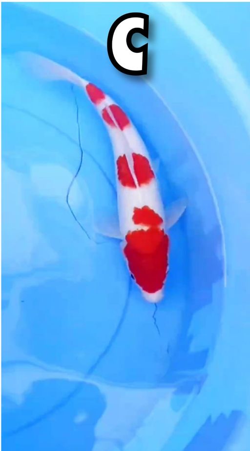 Lelang Koi Online, Jual Beli Ikan Koi, Pusat Jual Beli Koi, Info Lelang Koi Hari Ini, Platform Jual Beli Koi, Jual Beli Ikan Koi Online, Marketplace Ikan Koi, Jual Koi Terbaik, Tempat Beli Koi Berkualitas, Pasar Ikan Koi Online Terpercaya, Penjual Ikan Koi Terpercaya, Beli Koi Hias Online, Ikan Koi untuk Dijual, Koi Kualitas Terbaik, Toko Online Ikan Koi, Koi Hias Untuk Dijual, Jual Beli Ikan Koi Lokal, Koi Indonesia Online, Pusat Jual Beli Koi Terbesar