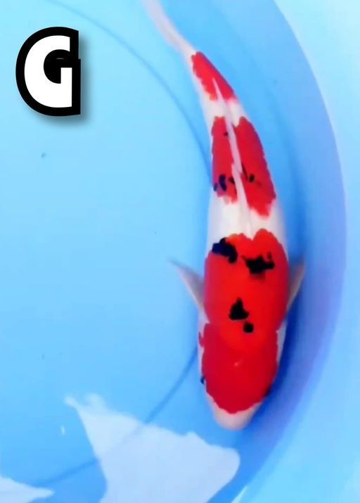 Lelang Koi Online, Jual Beli Ikan Koi, Pusat Jual Beli Koi, Info Lelang Koi Hari Ini, Platform Jual Beli Koi, Jual Beli Ikan Koi Online, Marketplace Ikan Koi, Jual Koi Terbaik, Tempat Beli Koi Berkualitas, Pasar Ikan Koi Online Terpercaya, Penjual Ikan Koi Terpercaya, Beli Koi Hias Online, Ikan Koi untuk Dijual, Koi Kualitas Terbaik, Toko Online Ikan Koi, Koi Hias Untuk Dijual, Jual Beli Ikan Koi Lokal, Koi Indonesia Online, Pusat Jual Beli Koi Terbesar