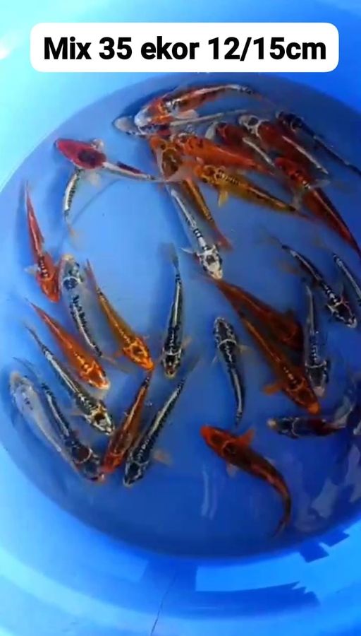 Lelang Koi Online, Jual Beli Ikan Koi, Pusat Jual Beli Koi, Info Lelang Koi Hari Ini, Platform Jual Beli Koi, Jual Beli Ikan Koi Online, Marketplace Ikan Koi, Jual Koi Terbaik, Tempat Beli Koi Berkualitas, Pasar Ikan Koi Online Terpercaya, Penjual Ikan Koi Terpercaya, Beli Koi Hias Online, Ikan Koi untuk Dijual, Koi Kualitas Terbaik, Toko Online Ikan Koi, Koi Hias Untuk Dijual, Jual Beli Ikan Koi Lokal, Koi Indonesia Online, Pusat Jual Beli Koi Terbesar