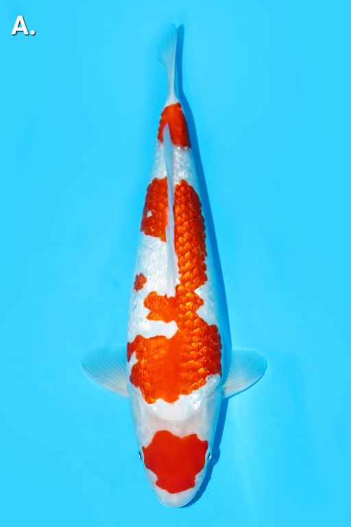 Lelang Koi Online, Jual Beli Ikan Koi, Pusat Jual Beli Koi, Info Lelang Koi Hari Ini, Platform Jual Beli Koi, Jual Beli Ikan Koi Online, Marketplace Ikan Koi, Jual Koi Terbaik, Tempat Beli Koi Berkualitas, Pasar Ikan Koi Online Terpercaya, Penjual Ikan Koi Terpercaya, Beli Koi Hias Online, Ikan Koi untuk Dijual, Koi Kualitas Terbaik, Toko Online Ikan Koi, Koi Hias Untuk Dijual, Jual Beli Ikan Koi Lokal, Koi Indonesia Online, Pusat Jual Beli Koi Terbesar