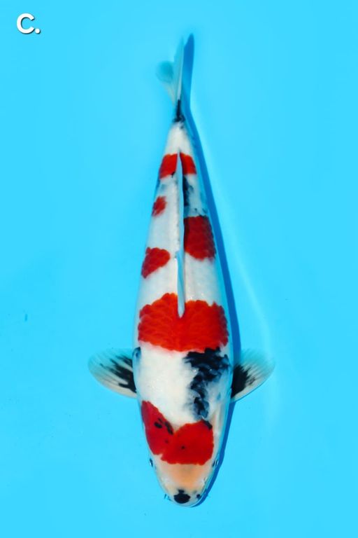 Lelang Koi Online, Jual Beli Ikan Koi, Pusat Jual Beli Koi, Info Lelang Koi Hari Ini, Platform Jual Beli Koi, Jual Beli Ikan Koi Online, Marketplace Ikan Koi, Jual Koi Terbaik, Tempat Beli Koi Berkualitas, Pasar Ikan Koi Online Terpercaya, Penjual Ikan Koi Terpercaya, Beli Koi Hias Online, Ikan Koi untuk Dijual, Koi Kualitas Terbaik, Toko Online Ikan Koi, Koi Hias Untuk Dijual, Jual Beli Ikan Koi Lokal, Koi Indonesia Online, Pusat Jual Beli Koi Terbesar