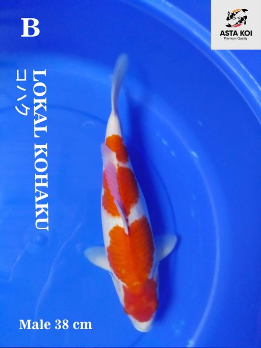 Lelang Koi Online, Jual Beli Ikan Koi, Pusat Jual Beli Koi, Info Lelang Koi Hari Ini, Platform Jual Beli Koi, Jual Beli Ikan Koi Online, Marketplace Ikan Koi, Jual Koi Terbaik, Tempat Beli Koi Berkualitas, Pasar Ikan Koi Online Terpercaya, Penjual Ikan Koi Terpercaya, Beli Koi Hias Online, Ikan Koi untuk Dijual, Koi Kualitas Terbaik, Toko Online Ikan Koi, Koi Hias Untuk Dijual, Jual Beli Ikan Koi Lokal, Koi Indonesia Online, Pusat Jual Beli Koi Terbesar