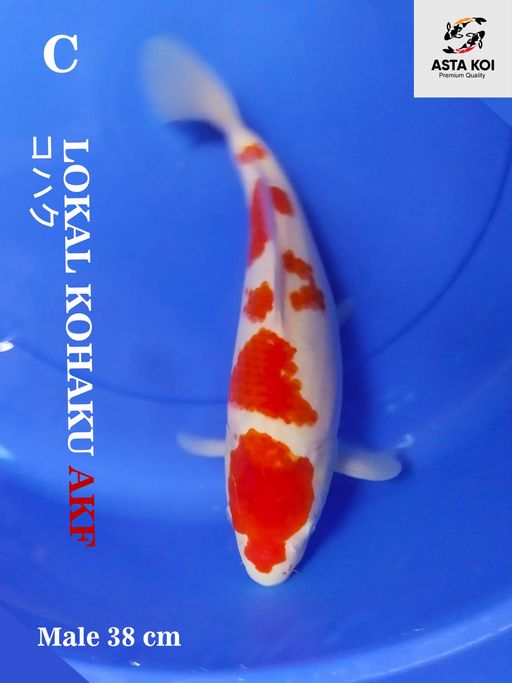 Lelang Koi Online, Jual Beli Ikan Koi, Pusat Jual Beli Koi, Info Lelang Koi Hari Ini, Platform Jual Beli Koi, Jual Beli Ikan Koi Online, Marketplace Ikan Koi, Jual Koi Terbaik, Tempat Beli Koi Berkualitas, Pasar Ikan Koi Online Terpercaya, Penjual Ikan Koi Terpercaya, Beli Koi Hias Online, Ikan Koi untuk Dijual, Koi Kualitas Terbaik, Toko Online Ikan Koi, Koi Hias Untuk Dijual, Jual Beli Ikan Koi Lokal, Koi Indonesia Online, Pusat Jual Beli Koi Terbesar