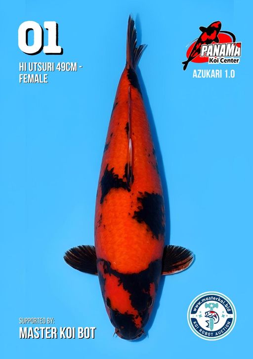 Lelang Koi Online, Jual Beli Ikan Koi, Pusat Jual Beli Koi, Info Lelang Koi Hari Ini, Platform Jual Beli Koi, Jual Beli Ikan Koi Online, Marketplace Ikan Koi, Jual Koi Terbaik, Tempat Beli Koi Berkualitas, Pasar Ikan Koi Online Terpercaya, Penjual Ikan Koi Terpercaya, Beli Koi Hias Online, Ikan Koi untuk Dijual, Koi Kualitas Terbaik, Toko Online Ikan Koi, Koi Hias Untuk Dijual, Jual Beli Ikan Koi Lokal, Koi Indonesia Online, Pusat Jual Beli Koi Terbesar