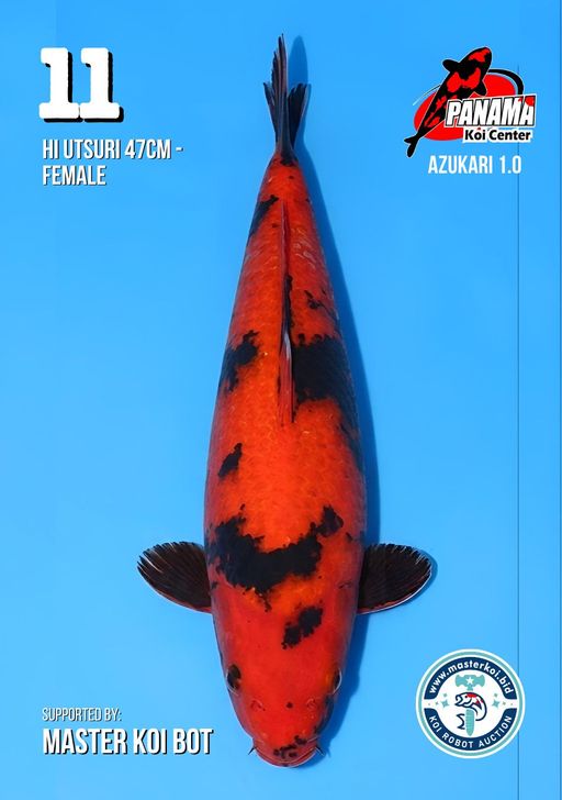 Lelang Koi Online, Jual Beli Ikan Koi, Pusat Jual Beli Koi, Info Lelang Koi Hari Ini, Platform Jual Beli Koi, Jual Beli Ikan Koi Online, Marketplace Ikan Koi, Jual Koi Terbaik, Tempat Beli Koi Berkualitas, Pasar Ikan Koi Online Terpercaya, Penjual Ikan Koi Terpercaya, Beli Koi Hias Online, Ikan Koi untuk Dijual, Koi Kualitas Terbaik, Toko Online Ikan Koi, Koi Hias Untuk Dijual, Jual Beli Ikan Koi Lokal, Koi Indonesia Online, Pusat Jual Beli Koi Terbesar