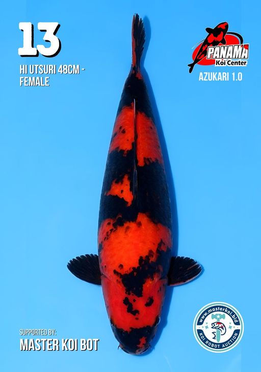 Lelang Koi Online, Jual Beli Ikan Koi, Pusat Jual Beli Koi, Info Lelang Koi Hari Ini, Platform Jual Beli Koi, Jual Beli Ikan Koi Online, Marketplace Ikan Koi, Jual Koi Terbaik, Tempat Beli Koi Berkualitas, Pasar Ikan Koi Online Terpercaya, Penjual Ikan Koi Terpercaya, Beli Koi Hias Online, Ikan Koi untuk Dijual, Koi Kualitas Terbaik, Toko Online Ikan Koi, Koi Hias Untuk Dijual, Jual Beli Ikan Koi Lokal, Koi Indonesia Online, Pusat Jual Beli Koi Terbesar