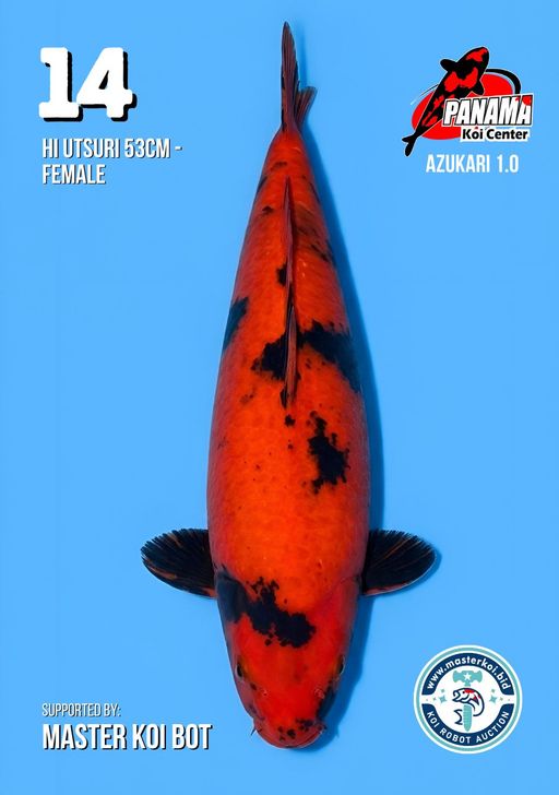 Lelang Koi Online, Jual Beli Ikan Koi, Pusat Jual Beli Koi, Info Lelang Koi Hari Ini, Platform Jual Beli Koi, Jual Beli Ikan Koi Online, Marketplace Ikan Koi, Jual Koi Terbaik, Tempat Beli Koi Berkualitas, Pasar Ikan Koi Online Terpercaya, Penjual Ikan Koi Terpercaya, Beli Koi Hias Online, Ikan Koi untuk Dijual, Koi Kualitas Terbaik, Toko Online Ikan Koi, Koi Hias Untuk Dijual, Jual Beli Ikan Koi Lokal, Koi Indonesia Online, Pusat Jual Beli Koi Terbesar