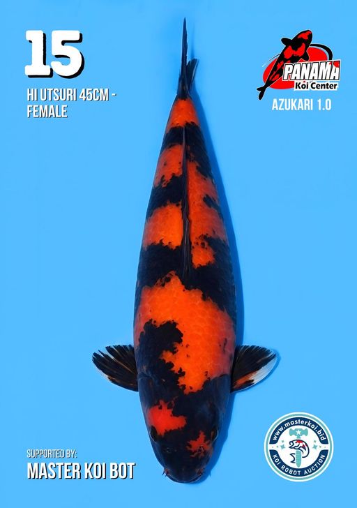 Lelang Koi Online, Jual Beli Ikan Koi, Pusat Jual Beli Koi, Info Lelang Koi Hari Ini, Platform Jual Beli Koi, Jual Beli Ikan Koi Online, Marketplace Ikan Koi, Jual Koi Terbaik, Tempat Beli Koi Berkualitas, Pasar Ikan Koi Online Terpercaya, Penjual Ikan Koi Terpercaya, Beli Koi Hias Online, Ikan Koi untuk Dijual, Koi Kualitas Terbaik, Toko Online Ikan Koi, Koi Hias Untuk Dijual, Jual Beli Ikan Koi Lokal, Koi Indonesia Online, Pusat Jual Beli Koi Terbesar