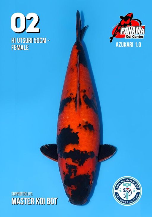 Lelang Koi Online, Jual Beli Ikan Koi, Pusat Jual Beli Koi, Info Lelang Koi Hari Ini, Platform Jual Beli Koi, Jual Beli Ikan Koi Online, Marketplace Ikan Koi, Jual Koi Terbaik, Tempat Beli Koi Berkualitas, Pasar Ikan Koi Online Terpercaya, Penjual Ikan Koi Terpercaya, Beli Koi Hias Online, Ikan Koi untuk Dijual, Koi Kualitas Terbaik, Toko Online Ikan Koi, Koi Hias Untuk Dijual, Jual Beli Ikan Koi Lokal, Koi Indonesia Online, Pusat Jual Beli Koi Terbesar