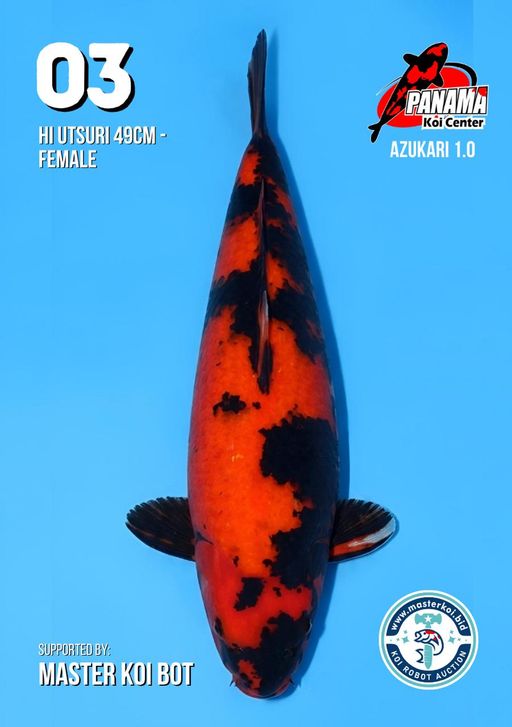 Lelang Koi Online, Jual Beli Ikan Koi, Pusat Jual Beli Koi, Info Lelang Koi Hari Ini, Platform Jual Beli Koi, Jual Beli Ikan Koi Online, Marketplace Ikan Koi, Jual Koi Terbaik, Tempat Beli Koi Berkualitas, Pasar Ikan Koi Online Terpercaya, Penjual Ikan Koi Terpercaya, Beli Koi Hias Online, Ikan Koi untuk Dijual, Koi Kualitas Terbaik, Toko Online Ikan Koi, Koi Hias Untuk Dijual, Jual Beli Ikan Koi Lokal, Koi Indonesia Online, Pusat Jual Beli Koi Terbesar