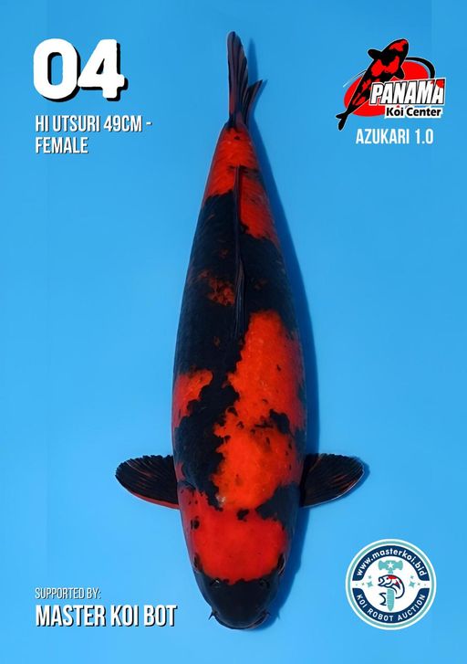Lelang Koi Online, Jual Beli Ikan Koi, Pusat Jual Beli Koi, Info Lelang Koi Hari Ini, Platform Jual Beli Koi, Jual Beli Ikan Koi Online, Marketplace Ikan Koi, Jual Koi Terbaik, Tempat Beli Koi Berkualitas, Pasar Ikan Koi Online Terpercaya, Penjual Ikan Koi Terpercaya, Beli Koi Hias Online, Ikan Koi untuk Dijual, Koi Kualitas Terbaik, Toko Online Ikan Koi, Koi Hias Untuk Dijual, Jual Beli Ikan Koi Lokal, Koi Indonesia Online, Pusat Jual Beli Koi Terbesar